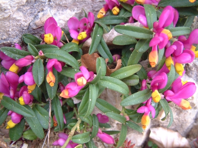 Polygaloides (=Polygala) chamaebuxus / Poligala falso-bosso
